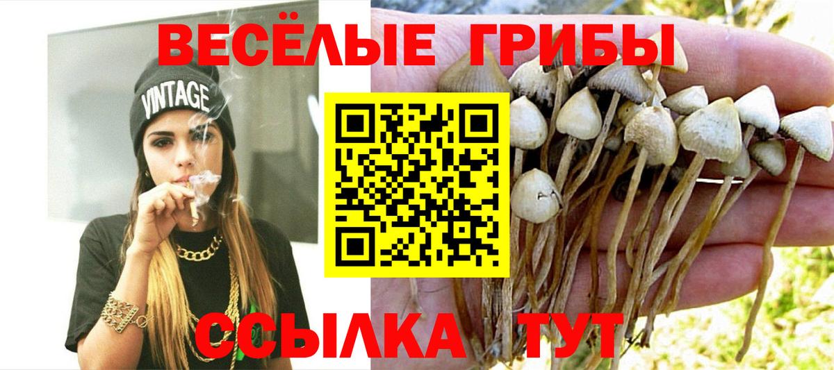 Котлас  Псилоцибиновые грибы мухоморы  Вход с VPN 